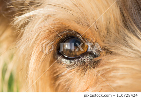 dog's eye macro detail Yorkshire Terrier dog's eye macro detail Yorkshire Terrier 110729424