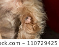 Wart on dog paw 110729425