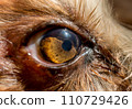 dog's eye macro detail Yorkshire Terrier 110729426