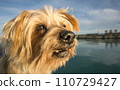 Dog face. Wide angle Selective focus on the eyes. Yorkshire Terrier 110729427