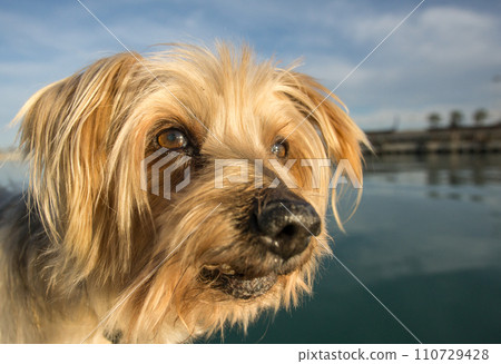 Dog face. Wide angle Selective focus on the eyes. Yorkshire Terrier Dog face. Wide angle Selective focus on the eyes. Yorkshire Terrier 110729428