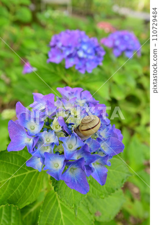 Hydrangea 110729484