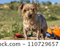Expressive Dog wet after swimming, blurry background a float and a water toy. Doggy curiosity expression. Yorkshire Terrier brown dog 110729657