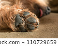 Dog paw pad in macro detail 110729659