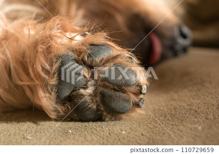 Dog paw pad in macro detail Dog paw pad in macro detail 110729659