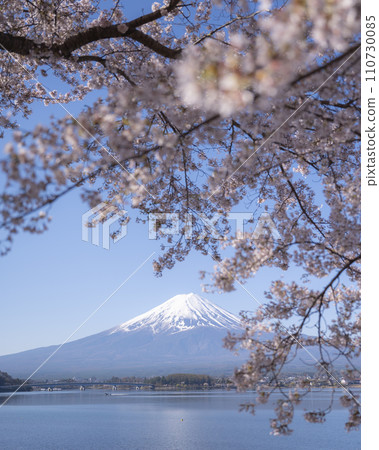 Fuji and cherry blossoms 110730085