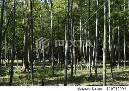 Spring bamboo grove Spring bamboo grove 110730094
