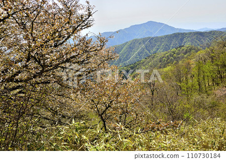 Tanzawa in spring, Tanzawa main stream, view of Mt. Daisen from Ryugababa where bean cherry blossoms bloom Tanzawa in spring, Tanzawa main stream, view of Mt. Daisen from Ryugababa where bean cherry blossoms bloom 110730184