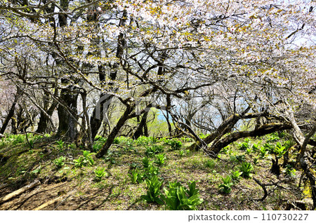 丹澤山脈的丹澤山，春天盛開，豆櫻和櫻花的嫩葉 110730227