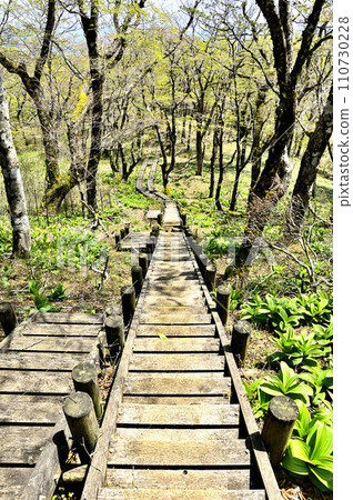 丹澤山脈的丹澤山、天王寺嶺的新綠 110730228