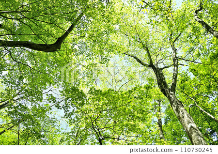 Mt. Tanzawa in the Tanzawa Mountains, Tennoji Ridge, fresh green forest 110730245