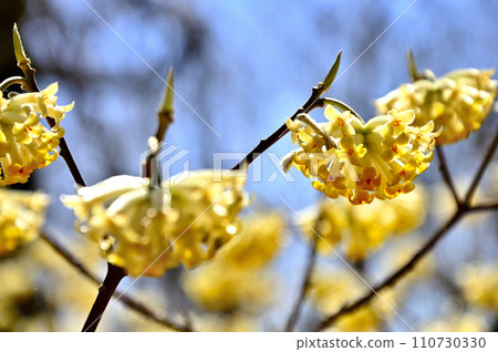 Nishitanzawa's Unesugamaru Mitsumata flowers are blooming 110730330