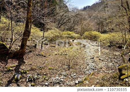 Nishitanzawa's Unesugamaru - Otakizawa course mountain trail with Mitsumata blooming 110730335
