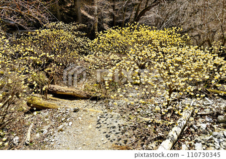 Nishitanzawa's Unesugamaru - Otakizawa course mountain trail with Mitsumata blooming Nishitanzawa's Unesugamaru - Otakizawa course mountain trail with Mitsumata blooming 110730345