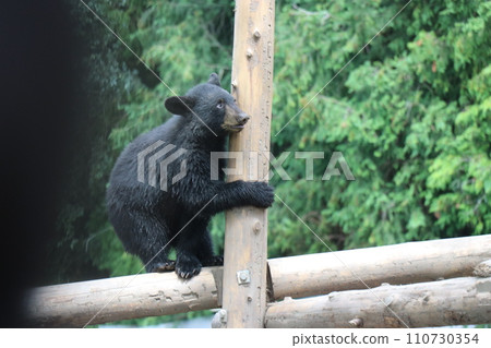 [Yamaguchi Prefecture] Akiyoshidai Zoo Safari Land, baby bear 110730354