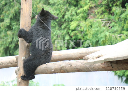 [Yamaguchi Prefecture] Akiyoshidai Zoo Safari Land, baby bear 110730359