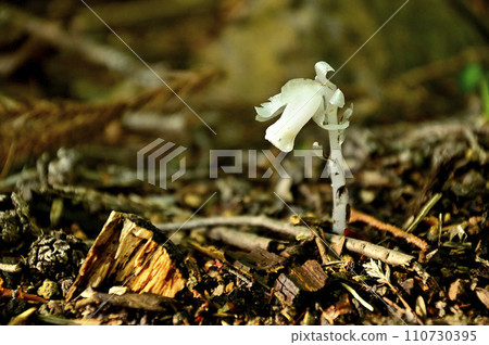 Judake in the Tanzawa Mountains, Hidaka East Ridge, Ginryosou 110730395