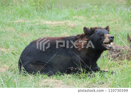 [Yamaguchi Prefecture] Akiyoshidai Nature Zoo Safari Land 110730399