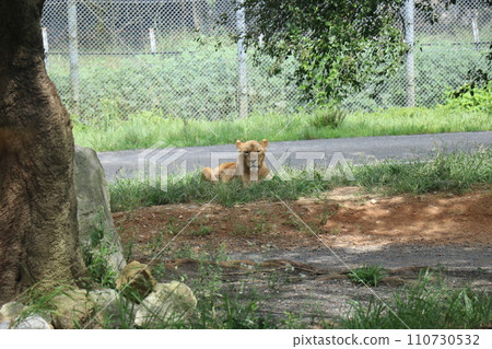 [Yamaguchi Prefecture] Akiyoshidai Nature Zoo Safari Land 110730532