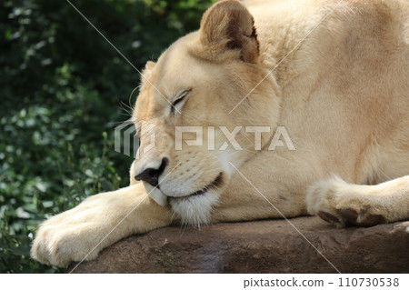 [Yamaguchi Prefecture] Akiyoshidai Nature Zoo Safari Land 110730538