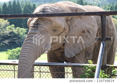 [Yamaguchi Prefecture] Akiyoshidai Zoological Park Safari Land, Fureai Plaza, parent and child feeding elephants 110730614