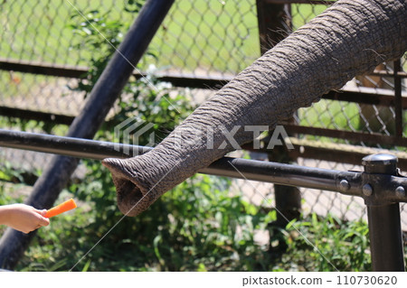 【山口縣】秋吉台動物園野生動物園、親密廣場、親子餵大象 【山口縣】秋吉台動物園野生動物園、親密廣場、親子餵大象 110730620