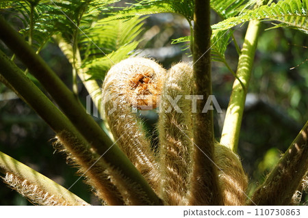 Ingredients Hego tree 110730863