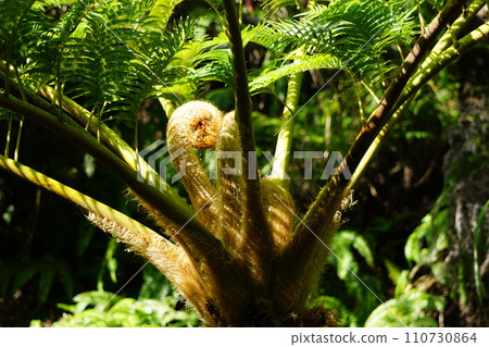 Hego tree mainspring 110730864