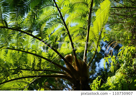 Jungle landscape, hego leaves 110730907