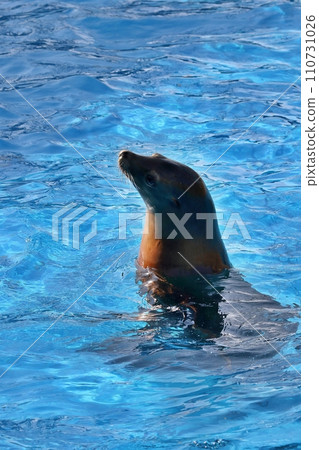 A sea lion sticking its head out of the water A sea lion sticking its head out of the water 110731026