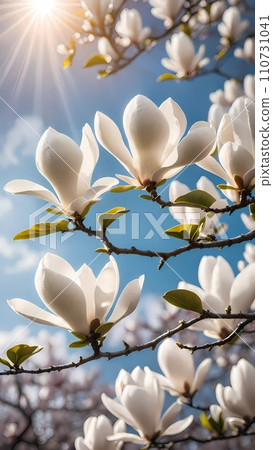 Beautiful magnolia flowers under sunlight Beautiful magnolia flowers under sunlight 110731041
