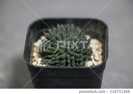 Potted succulent plant Sumaro Potted succulent plant Sumaro 110731366