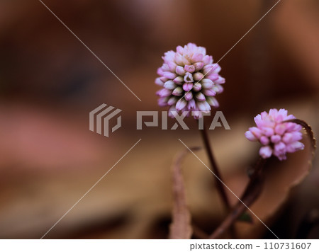 Pink Himetsurusoba that bloomed in December Pink Himetsurusoba that bloomed in December 110731607