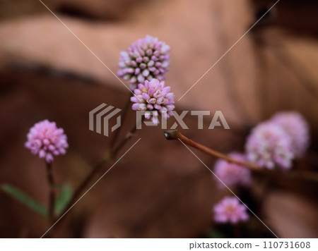 Pink Himetsurusoba that bloomed in December 110731608