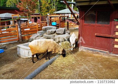 Hokkaido Asahikawa City Asahiyama Zoo Scenery of the children's farm Hokkaido Asahikawa City Asahiyama Zoo Scenery of the children's farm 110731662