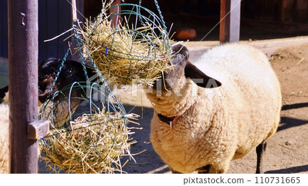 Asahiyama Zoo Children's Farm Sheep 110731665