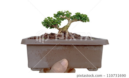 premna microphylla mini bonsai on white background 110731690