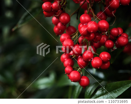 紅南天竹果於十二月成熟 紅南天竹果於十二月成熟 110731695