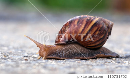 Close up of a snail with a shell.Selective focus. Close up of a snail with a shell.Selective focus. 110731702