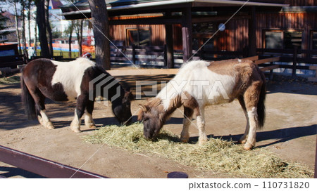 Asahiyama Zoo Children's Farm Pony Asahiyama Zoo Children's Farm Pony 110731820