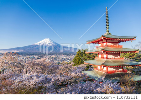 "Yamanashi Prefecture" Cherry blossoms and snow, Mt. Fuji seen from Arakurayama Sengen Park 110732111