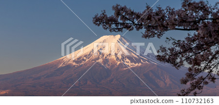 從山梨縣新倉山淺間公園眺望晨光中的富士山和櫻花 110732163