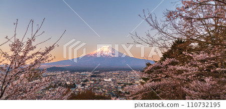 Mt. Fuji and cherry blossoms in the morning glow seen from Arakurayama Sengen Park in Yamanashi Prefecture 110732195