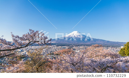 Mt. Fuji and cherry blossoms seen from Arakurayama Sengen Park in Yamanashi Prefecture 110732229