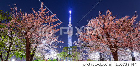 從東京墨田公園欣賞夜櫻和東京晴空塔 110732444
