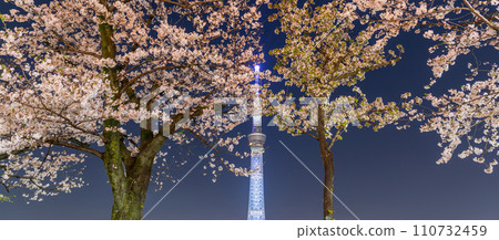 從東京墨田公園欣賞夜櫻和東京晴空塔 從東京墨田公園欣賞夜櫻和東京晴空塔 110732459