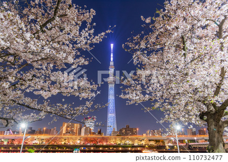 從東京墨田公園欣賞夜櫻和東京晴空塔 110732477