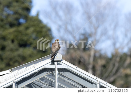 Chrysanthemum Chrysanthemum 110732535