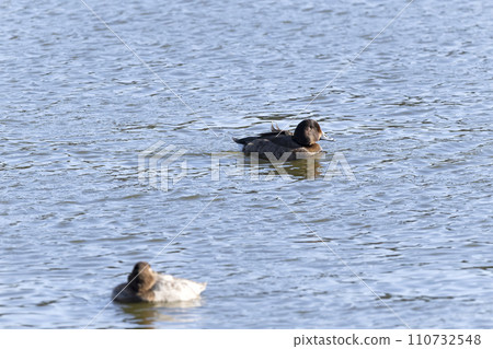hybrid duck 110732548