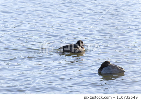 hybrid duck 110732549